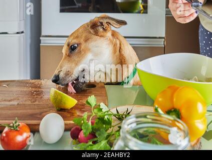 Le chien tente de lécher la nourriture préparée pour le séminaire virtuel en ligne hors de la table, la nourriture saine préparée dans la cuisine à la maison. Banque D'Images