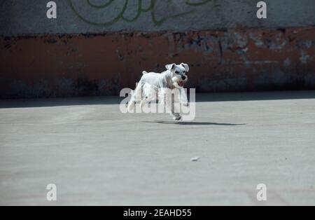Adorable Schnauzer argenté dans le parc Banque D'Images
