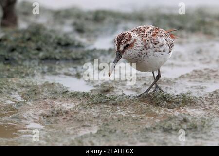 Sandpiper à bec large (Calidris falcinellus), adulte dans le plumage reproductif, réserve naturelle de Mai po, Hong Kong 16 avril 2019 Banque D'Images