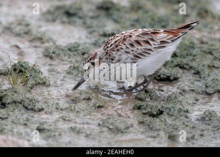 Sandpiper à bec large (Calidris falcinellus), adulte dans le plumage reproductif, sondant dans les vasières sous la pluie, réserve naturelle de Mai po, Hong Kong 16 avril 2019 Banque D'Images