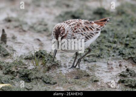 Sandpiper à bec large (Calidris falcinellus), adulte dans le plumage reproductif, sondant dans les vasières sous la pluie, réserve naturelle de Mai po, Hong Kong 16 avril 2019 Banque D'Images