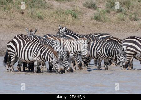 Un troupeau de zèbres de plaines (Equus quagga) buvant au lac Hidden Valley, Ndutu, zone de conservation de Ngorongoro, Serengeti, Tanzanie. Banque D'Images