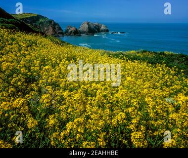 Mustard sauvage, Rodeo Cove, zone de loisirs nationale du Golden Gate, Marin County, Californie Banque D'Images