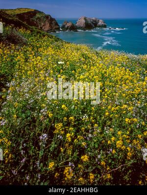 Mustard sauvage, Rodeo Cove, zone de loisirs nationale du Golden Gate, Marin County, Californie Banque D'Images