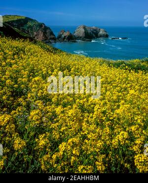 Mustard sauvage, Rodeo Cove, zone de loisirs nationale du Golden Gate, Marin County, Californie Banque D'Images