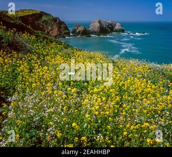 Mustard sauvage, Rodeo Cove, zone de loisirs nationale du Golden Gate, Marin County, Californie Banque D'Images