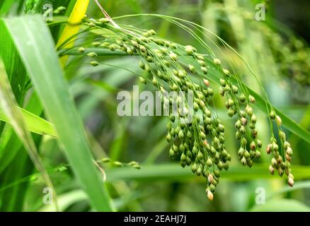 Le millet cultivé en champ agricole Banque D'Images