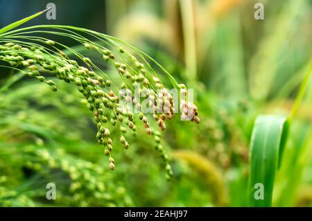 Le millet cultivé en champ agricole Banque D'Images