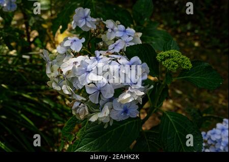 Une ancienne plante de jardin de cottage, l'hortensia en fleur. Banque D'Images