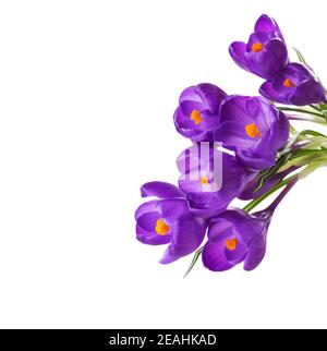 Fleurs de Crocus isolées sur fond blanc. Banque D'Images