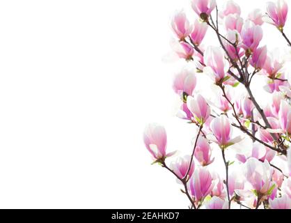 Branches avec de belles fleurs rose clair Magnolia isolées sur fond blanc. Bordure fleurie. Mise au point sélective. Banque D'Images