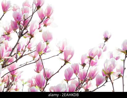 Branches avec fleurs de magnolia rose clair isolées sur fond blanc. Mise au point sélective. Banque D'Images