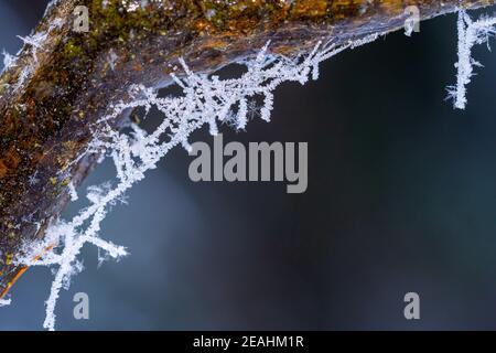 Brindilles recouvertes de glace, toile d'araignée sur une branche après l'hiver devant froid avec de la neige et des cristaux Banque D'Images