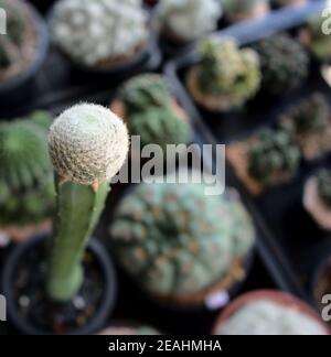Petit cactus unique en forme de pot avec fond flou, plante de cactus dans le désert. Jardin botanique naturel en pot. Banque D'Images