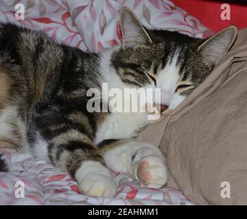 portrait d'un chat tabby dormant sur un oreiller de lit Banque D'Images