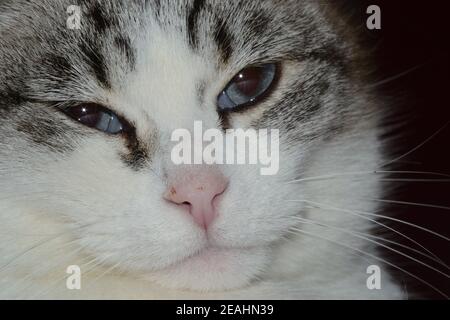 gros plan ortrait d'un chat tabby avec de grands yeux bleus Banque D'Images