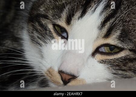 gros plan d'un visage de chat Banque D'Images