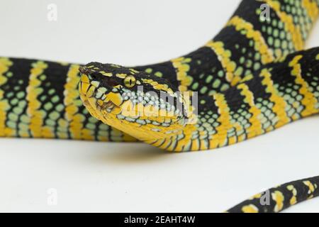 La vipère de la fosse de Wagler (Tropidolaemus wagleri) est isolée sur fond blanc Banque D'Images