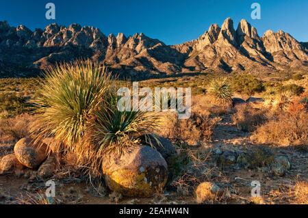 Les oreilles de lapin dans les montagnes Organ Desert Peaks Monument national au lever du soleil, yucca en premier plan, région d'Aguirre Springs, près de Las Cruces, Nouveau-Mexique, États-Unis Banque D'Images