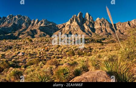 Oreilles de lapin dans les montagnes d'orgue Desert Peaks Monument national, yucca en premier plan, région d'Aguirre Springs, près de Las Cruces, Nouveau-Mexique, États-Unis Banque D'Images