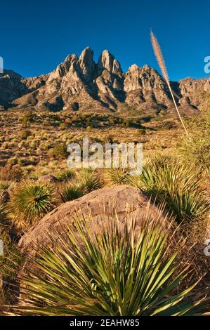 Oreilles de lapin dans les montagnes d'orgue Desert Peaks Monument national, yucca en premier plan, région d'Aguirre Springs, près de Las Cruces, Nouveau-Mexique, États-Unis Banque D'Images