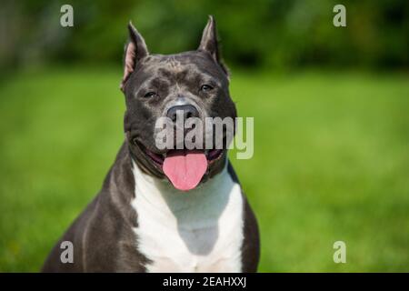 Mignon chien de Staffordshire Terrier à cheveux bleus Banque D'Images