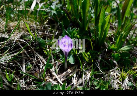 Crocus printanier sur Alpe di Siusi Banque D'Images