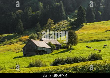 Pâturages et huttes alpines dans les Alpes suisses, Toggenburg, Canton de Saint-Gall, Suisse Banque D'Images