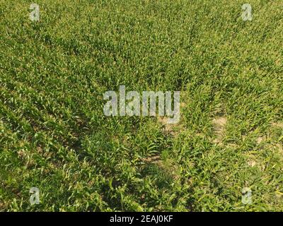 Champ de maïs. Fleurs de maïs vert sur le terrain. Période de croissance et de maturation des épis de maïs. Banque D'Images