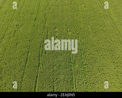 Champ de maïs. Fleurs de maïs vert sur le terrain. Période de croissance et de maturation des épis de maïs. Banque D'Images