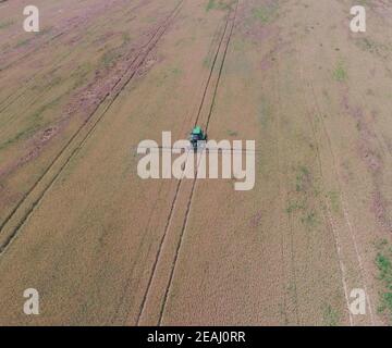 L'ajout de tracteur de l'herbicide sur les champs de blé mûr. Vue de dessus. Banque D'Images