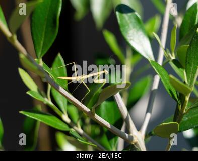 Une petite mante japonaise sur une branche d'arbre Banque D'Images