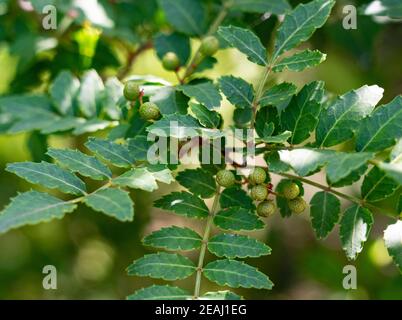 Sansho japonais sur l'arbre Banque D'Images