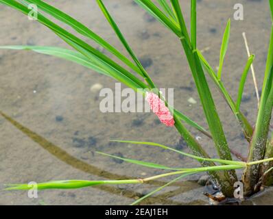 Œufs d'escargot de pomme sur une plante de riz Banque D'Images