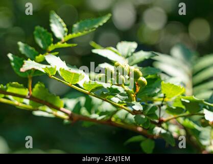 Sansho japonais sur l'arbre Banque D'Images