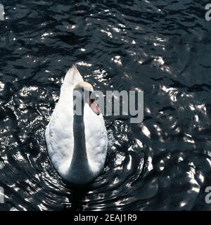 Le cygne blanc, élégant et majestueux, flotte sur l'étang, glisse facilement sur l'eau calme. Banque D'Images