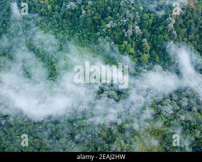 Vue aérienne sur le nuage marin au-dessus de la forêt tropicale Banque D'Images