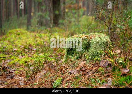 Ancienne souche surcultivée avec de la mousse dans la forêt d'automne Banque D'Images