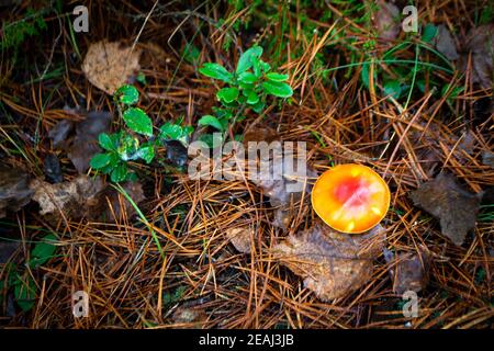 Volent l'agaric orange vif dans la forêt sauvage, en arrière-plan d'automne Banque D'Images