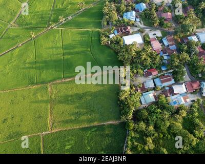 Vue aérienne en haut et en bas du champ de paddy vert et des arbres dedans matin Banque D'Images