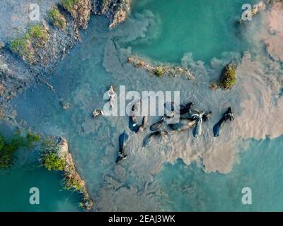 Les buffles s'enfoncent dans l'eau Banque D'Images