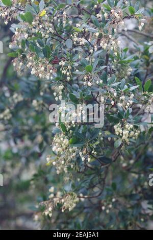 Arbutus unedo. Fleurs de l'arbre de la fraise en automne. Banque D'Images