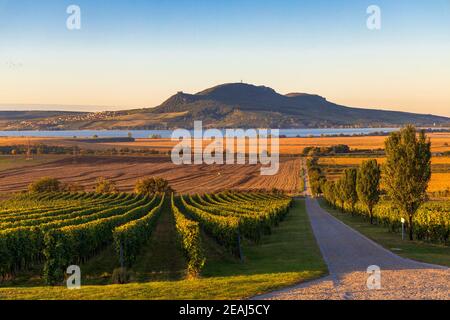 Vignes d'automne sous Palava près de Sonberk, Moravie du Sud, République tchèque Banque D'Images