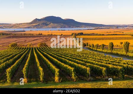 Vignes d'automne sous Palava près de Sonberk, Moravie du Sud, République tchèque Banque D'Images