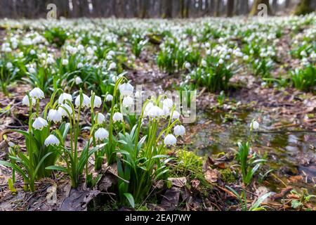 La forêt au début du printemps avec le printemps, Flocon, Vysocina République Tchèque Banque D'Images