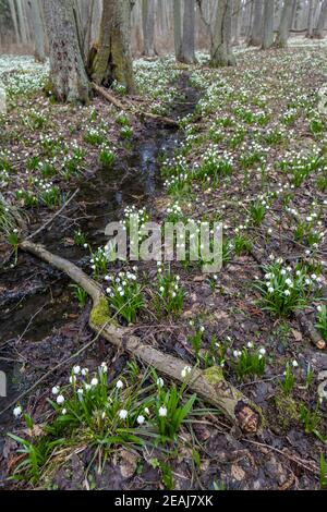 La forêt au début du printemps avec le printemps, Flocon, Vysocina République Tchèque Banque D'Images