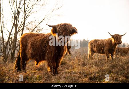 Scottish Highland cattle on pasture Banque D'Images