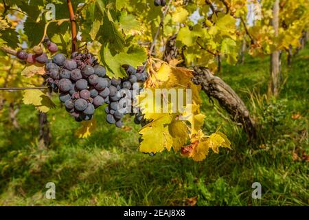 Raisins rouges mûrs dans une vigne dans un vignoble Banque D'Images