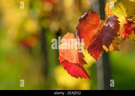 Feuilles de raisin rouge en automne rétro-éclairé Banque D'Images
