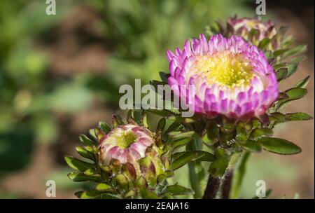 Fleurs de chrysanthème ou de mums roses dans le jardin avec lumière naturelle Sur le châssis droit Banque D'Images
